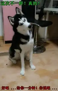 盘点坚挺先生的呆萌哈士奇angle微博走红的那些段子2