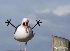 哈哈哈哈哈全是表情包每只加上手手的鸟儿都是戏精小天使