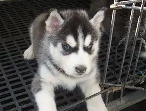 哈士奇微博表情包比特犬