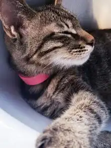 表情包迷你动图小图片大