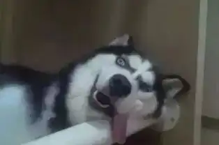 哈士奇微博表情包柯基