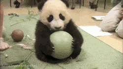 喂,妖妖灵吗这里有一只熊猫在鄙视我