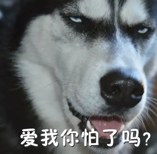 中东人拔枪表情包哈士奇