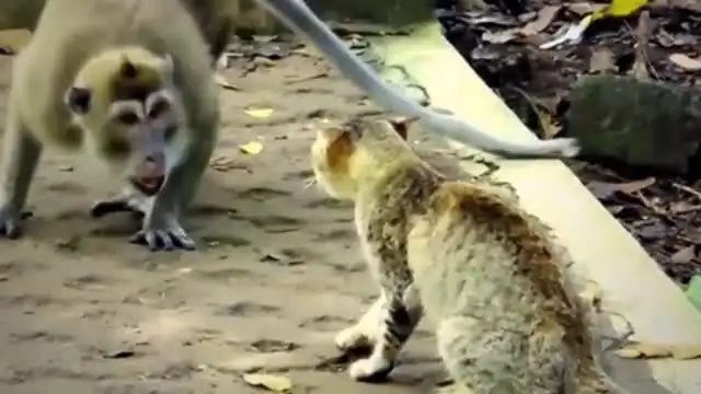 猫咪一个耳光甩飞猴子,接下来憋住不要笑,镜头拍下搞笑一幕