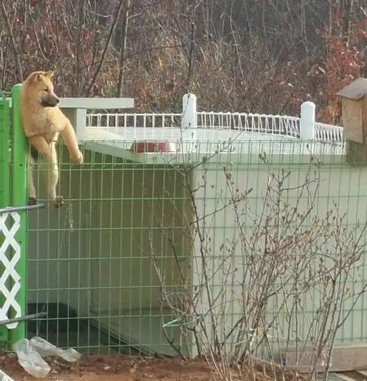 每日一笑别听那人的,拿不好筷子没关系,我喂你吃