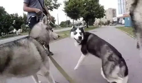 网友在路上遛哈士奇偶遇小伙伴,二哈是谁勒住我命运的脖颈啊
