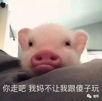 这些小小身材的猪都是从哪里来的