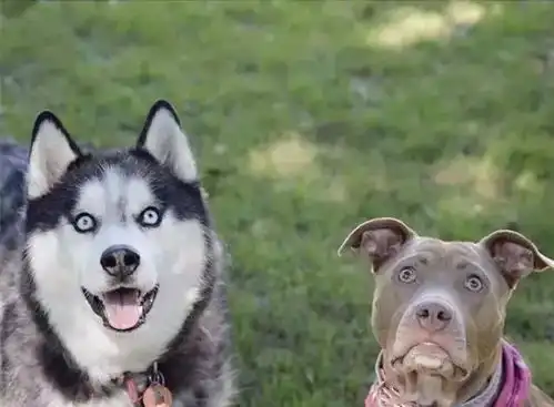 哈士奇告诉你什么才叫表情帝