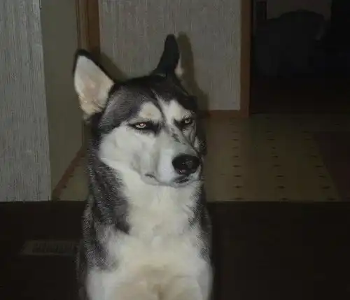 养上一只哈士奇,表情包从来就不缺