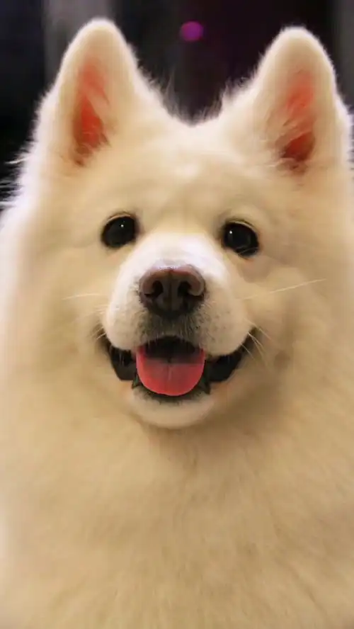 让狗狗致命的六种食物家有萌宠