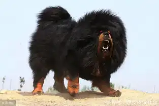 掘井驴镜面羊颜值最低狐藏区独特的野生动物