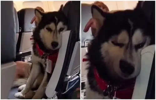 飞机上偶遇一只哈士奇,看二哈的表情,像在努力压制内心的狂热