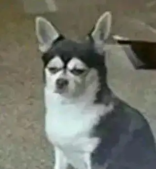 哈士奇柴犬搞笑表情包表