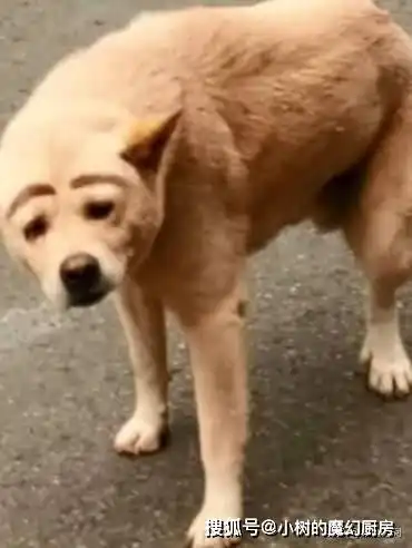 狗狗画了眉毛和眼影出门,回眸一笑让人自惭形秽,天生自带萌点