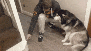 主人刚出门二哈就把楼梯咬烂了,接下来它的表情让人更生气.....