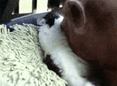 每日一笑这大热天的不冲个澡怎么对的起自己呐