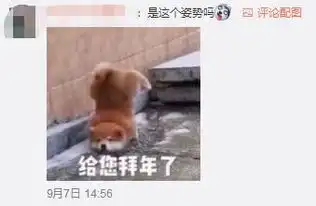 17shou单挑浣熊摔伤修养一周粉丝一个表情包完美还原事故现场