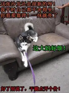 盘点坚挺先生的呆萌哈士奇angle微博走红的那些段子2