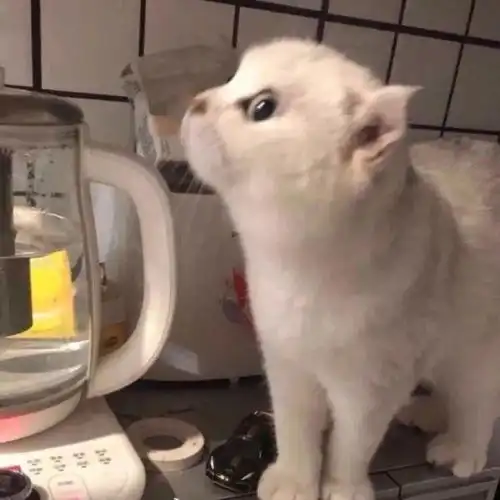 有哪些很棒却没有加文字的表情包