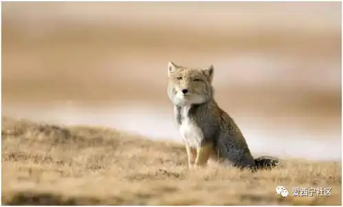 青海人,你的身边竟然还有这么多小可爱