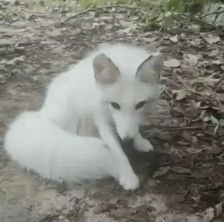 公园惊现狐狸,全身雪白,走进一看,还