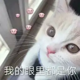 表情包大全动漫猫咪