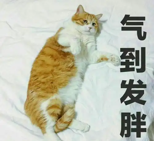 铲屎官,喵星人正式通知你你被开除了