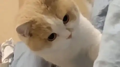 猫猫悄悄的来了,每次都想偷偷进被窝