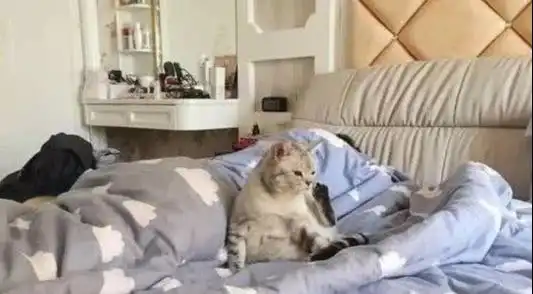 猫咪钻进主人的被窝,却被主人无情的赶出来,猫咪表情笑喷