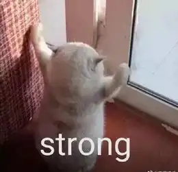 搞笑惊讶震惊表情包猫咪