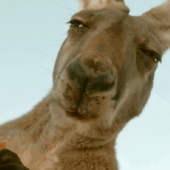 米老鼠表情包gif智商税