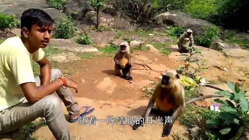 男子一耳光扇翻猴子,猴子当场就懵了,网友干得漂亮