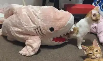 戏精猫假装自己被鲨鱼咬,表情惊恐