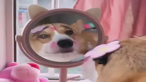 柴犬照镜子,被自己容貌美到了,下一秒这表情太可爱了
