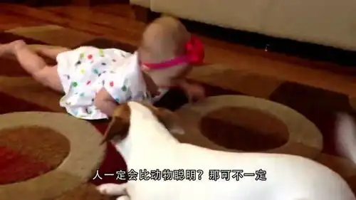 小男孩被卡在栏杆上,父亲无法拔出来,而狗狗的表情亮了