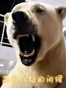 进博会交易数据公布,成果丰硕