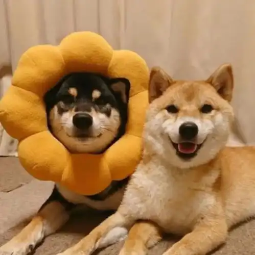 沙雕双人头像可做闺蜜头像或情头