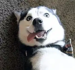 新一代狗狗界的颜王哈士奇,任何表情都帅炸了