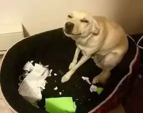 狗狗乱尿尿被主人批评,只好挤出笑容来掩饰尴尬