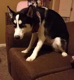 哈士奇绝育前后的表现,简直判若两狗,最后这表情直接喷饭了...