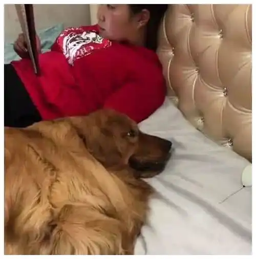 金毛想跟女友一起睡觉,却遭到男主驱赶,下一秒的表情亮了