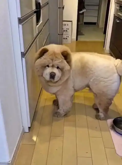 可可爱爱松狮犬不小心屁股栽进水盆里,下一秒的表情萌翻了