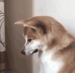 表情包除了借钱我都在