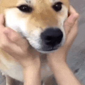 表情包除了借钱我都在