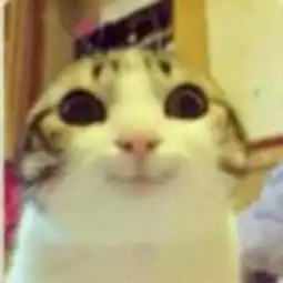 0.0求这只兔子表情原图好搞笑的