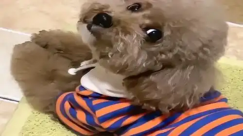 洗手的表情包狗狗