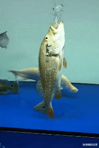 神回复我是农民,不会做图,我这图吸引人吗