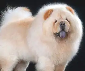 原来狗狗也有智商排行榜,来看看你家狗狗智商高不高