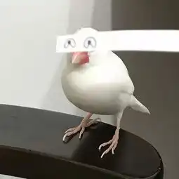 糟糕,我开始吸鸟了