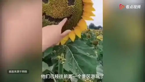 向日葵被游客抠成表情包